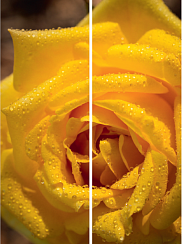 Желтая роза 056.2