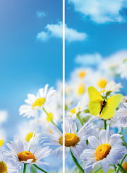 Ромашки 136.1