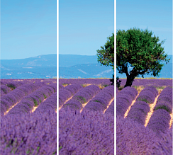 Лаванда 122.1