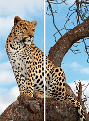 Леопард 146.1