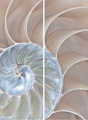 Ракушка 160.2