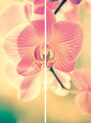 Орхидея 038.2