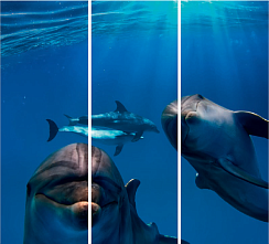 Дельфины 143.2