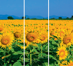 Подсолнух 121.2