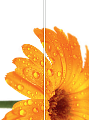 Оранжевая гербера 021.2