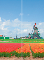 Тюльпаны 121.1