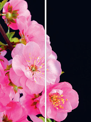 Розовые цветы 013.2