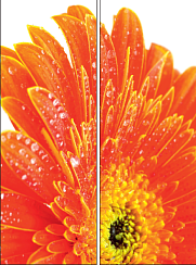 Оранжевая гербера 022.1