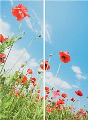 Маковое поле 002.2