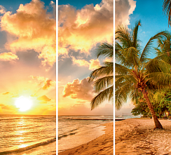 Пальма у моря 081.1