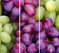 Виноград 170.2