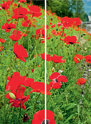 Маковое поле 003.2