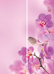 Орхидея 035.2