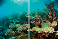 Кораллы 125.1