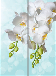 Белая орхидея 032.2
