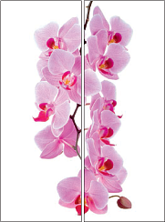 Орхидея 023.2