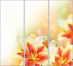 Оранжевые лилии 005.2