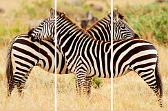 Зебры 169.1