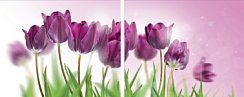 Тюльпаны 130.1
