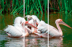 Пеликан 161.1