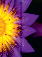 Лепестки цветка 050.2