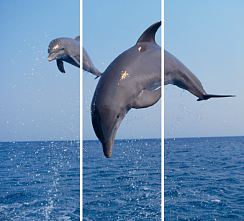 Дельфины 171.1