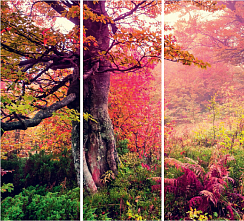 Осень в лесу 068.2